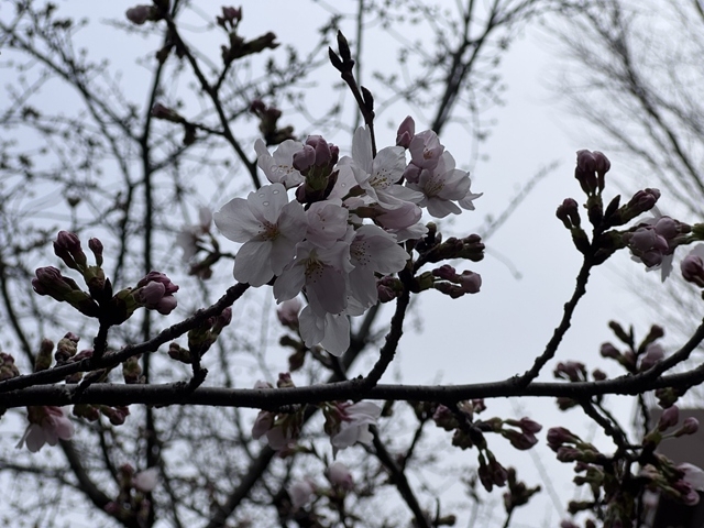 【桜の開花】さくらが咲き始めましたね